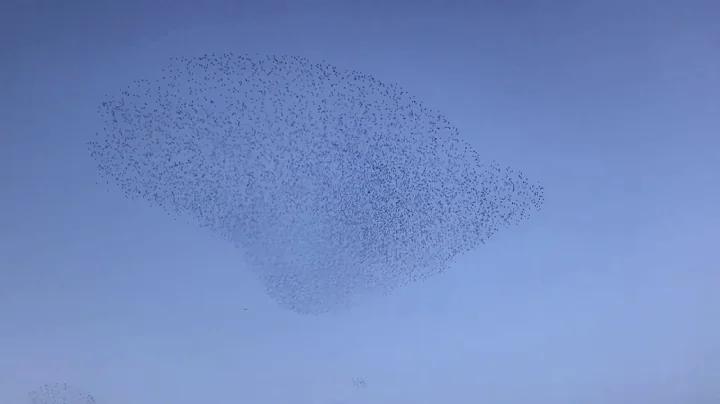 Starling Murmurations