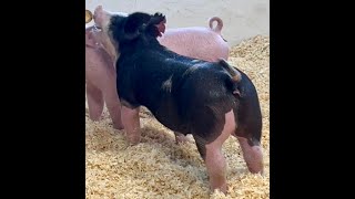50-6 Berk Gilt