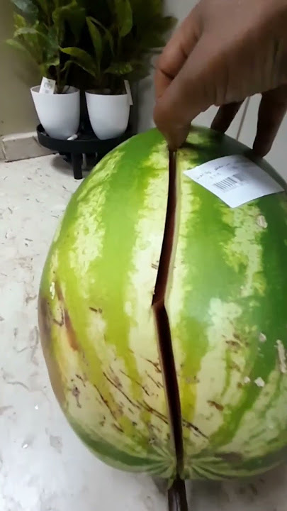 Watermelon Cutting