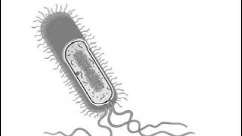 Mastering Biology Animation Prokaryotic Cell Structure and Function