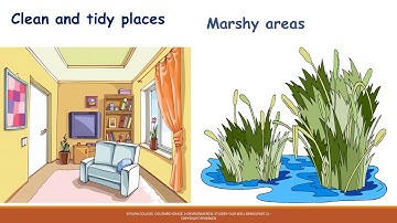 Grade 1   ENV   Our Well Being   Part 2