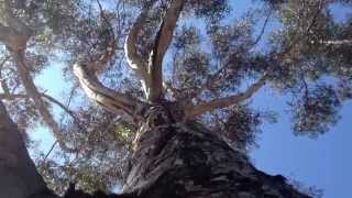 Sound Tree Collaboration Art Video Example Clip