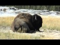 Animatronic Bison at Yellowstone National Park