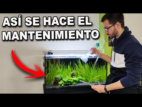 Video: Cómo Limpiar La Tierra En Un Acuario