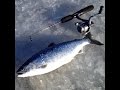 Ice Fishing for Kokanee Salmon~Strawberry Reservoir 2015