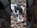 WADIDAW Kenalan dengan si sapi dan manfaat susu sapi yang lezat dan sehat!