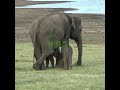 Twins baby elephants with mother elephant | 母象と双子の赤ちゃん象 | Baby elephant | Save elephants #shorts