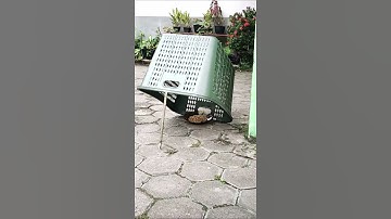 Thumbnail of Cat trap | How to Catch a Cat #Shorts