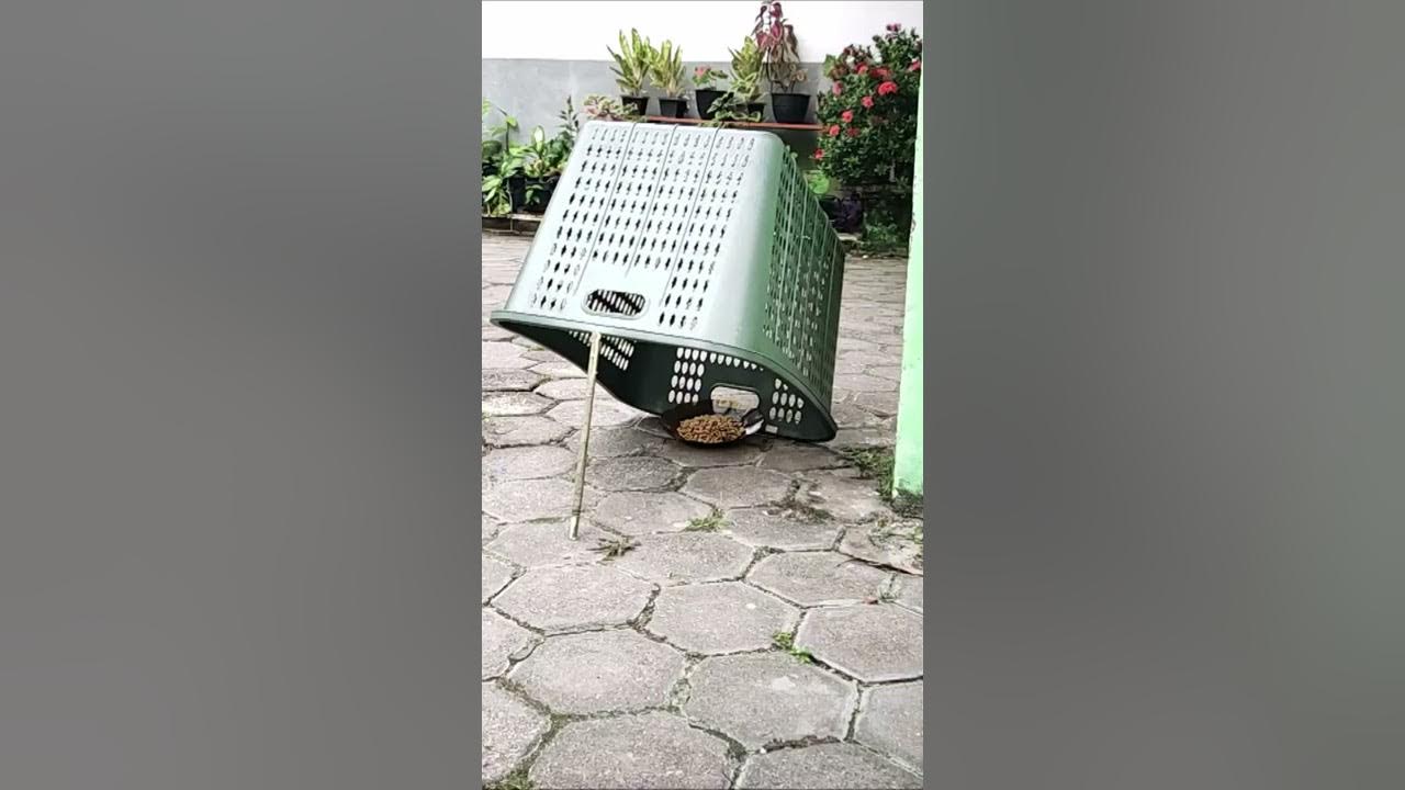 Cat trap | How to Catch a Cat #Shorts Cat trap | How to Catch a Cat #Shorts