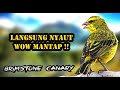 Pancingan Bunyi Masteran Kenari Luar Negeri Paling Dicari - Brimstone Canary (Crithagra sulphurata)