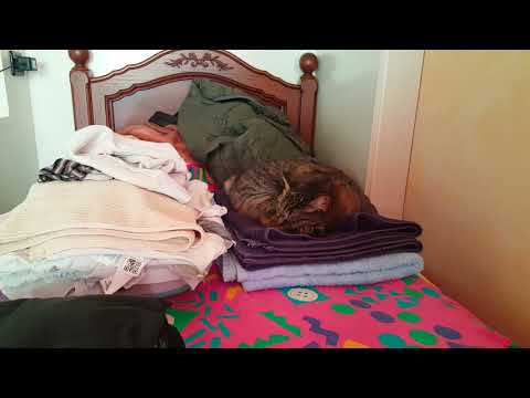 Relax sugli abiti appena stirati dei miei gatti #shorts