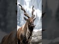 markhor #wildlife #mountaingoat