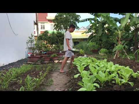 Video Dùng nước vo gạo tưới cải bẹ xanh. Có hiệu quả... - youtube