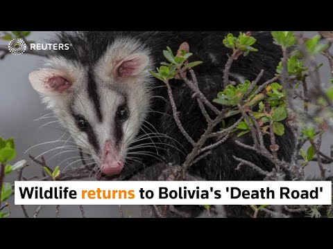 Bolivia's 'Death Road' sees return of wildlife