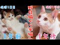 【野良猫から家猫へ】保護した子猫と先住犬の1年間の記録