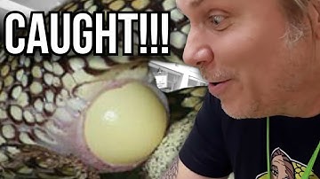 SURPRISE KING SNAKE EGGS!! CAUGHT IN THE ACT OF EGG LAYING!! | BRIAN BARCZYK