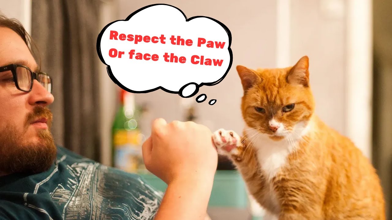 Funny Cat and Their Human will make you EXPLODE LAUGHING - Cute Cat ...