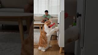 cat playing with little monkey is very adorable.. #cat #monkey #funny #cute