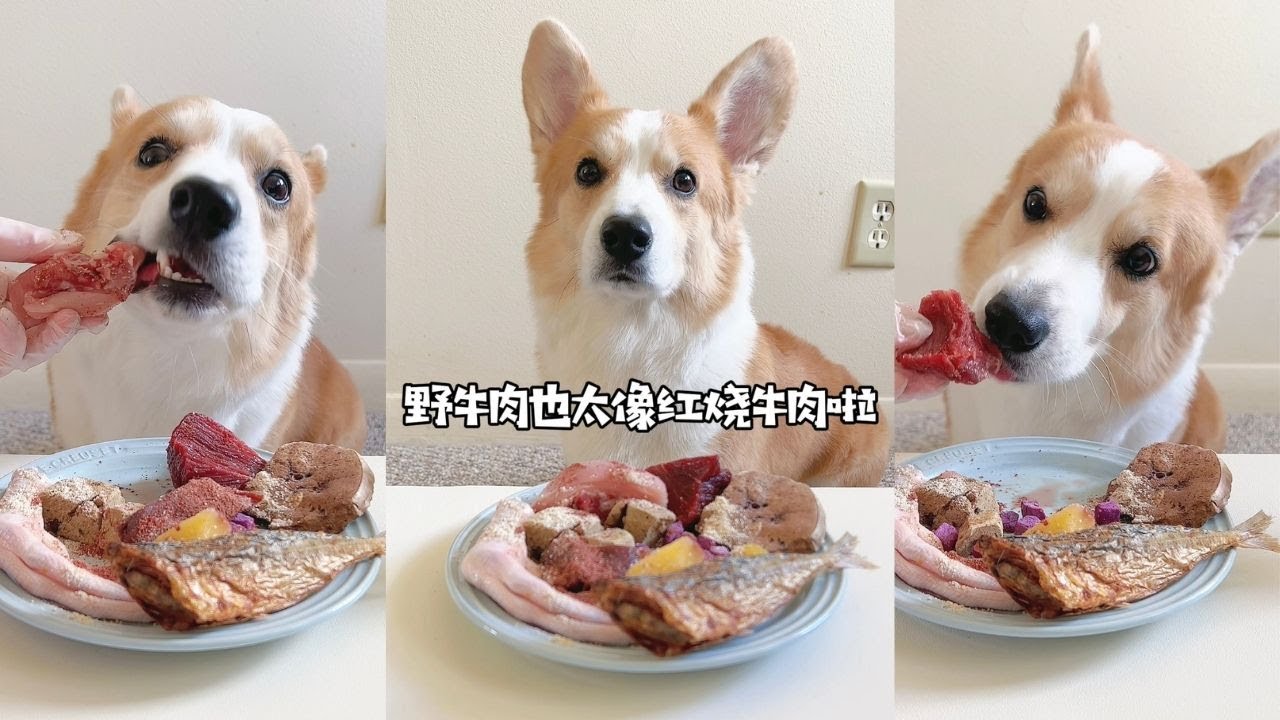 Corgi's Raw Feeding Meal | Bison is Very Much Like Stewed Beef!