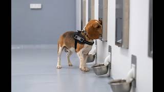A Beagle That Sniffs Out Cancer Spotitearlys Breath-Based Screening For Cancer