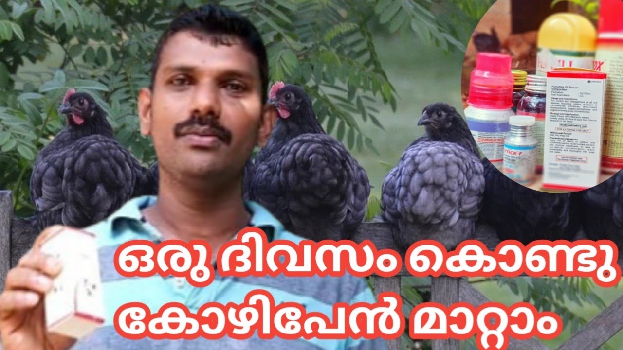 #paultry കോഴിപേനിനെ ഇനി പേടിക്കുകയേ വേണ്ട  ഈ ഒരു മരുന്ന് മാത്രം മതി