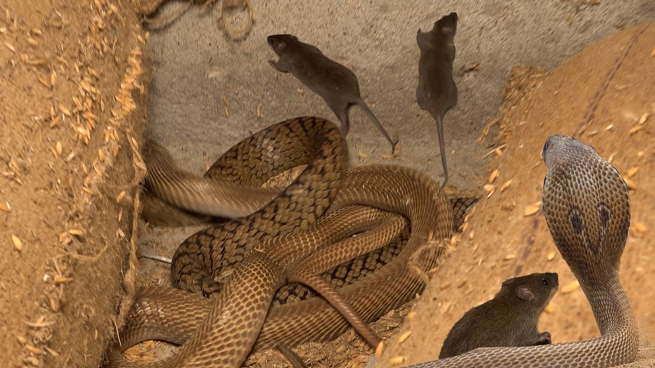 देखो! एक अनोखा वीडियो – चूहा, कोबरा और धामन साँप एक साथ एक ही जगह रह रहे थे