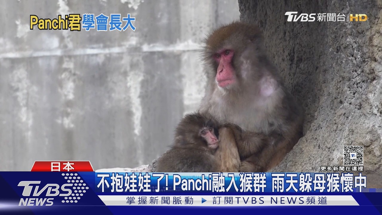 雲端父母放心了! Panchi擺脫「紅毛猩猩」 回歸猴群生活｜TVBS新聞 @TVBSNEWS01