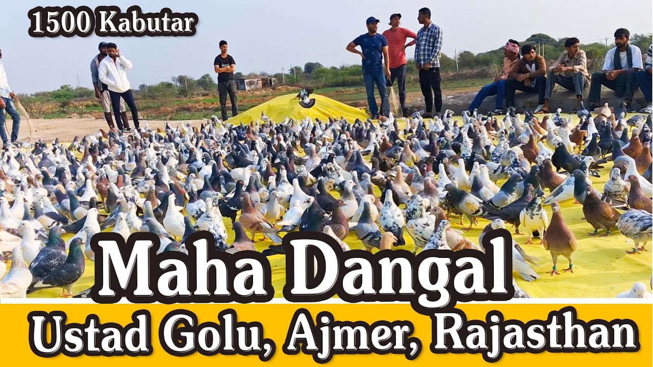 2626 Kabutar Ka Maha Dangal !