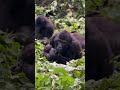 MotherBond Gorilla Uganda Adventure Wildlife Gorillasafari Gorillauganda