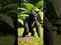 Funny 🤣 🤣#ytshorts #wildlife #naturelovers #cuteanimals #funnyanimals #viral #fyp #global #worldwide