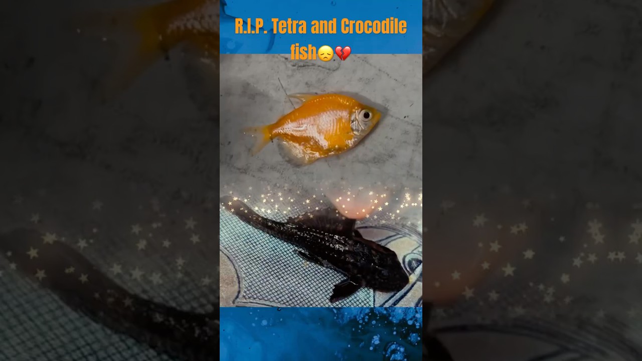 Hook,Line and Sinker🐊