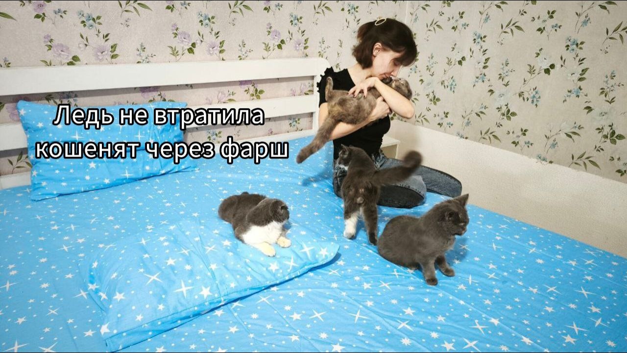 Мої помилки з котиками і як я втратила Бусю і Баксіка...