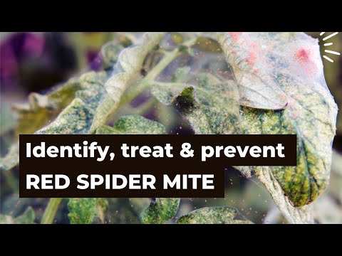 Video: Problemen met rode spintmijten - Hoe rode spint te bestrijden