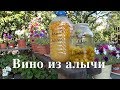 ДОМАШНЕЕ  ВИНО из АЛЫЧИ + АЛЫЧЕВАЯ НАСТОЙКА. Босяцкая кухня.