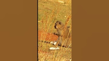 monkey shot by BowTech