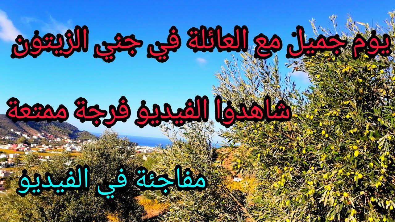 جني الزيتون مع العائلة في أمسا يوم جميل جدا ♥️ شوفو التفاصيل🌿 حتى زيت للبيع موجودة  👌