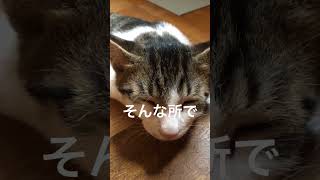 眠い時に寝るそれが一番❓