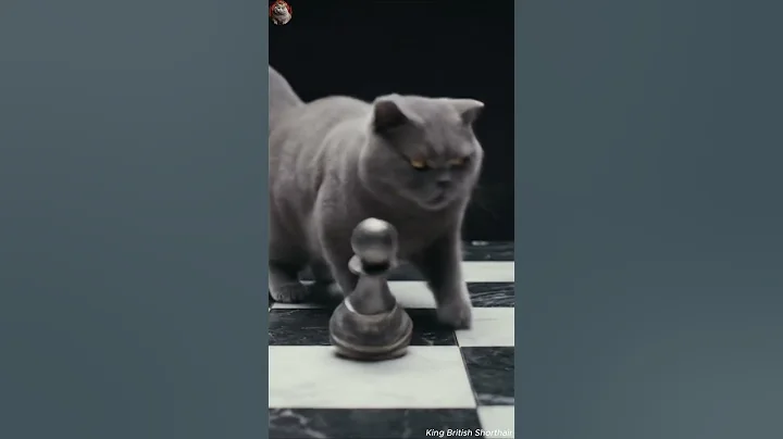 Video 11410051: cutest british shorthair cat, shorthair cat britishshorthair, funny cat british shorthair, british shorthair cute cat, collection