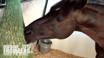 A Horse Eating From A Hay Net - Michael Fromberg