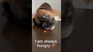 I Am Always Hungry