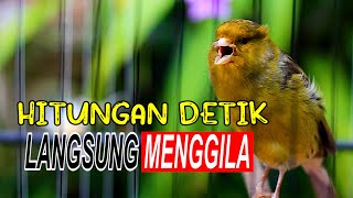 HITUNGAN DETIK KENARIMU LANGSUNG MENGGILA, PANCINGAN JITU KENARI GACOR NEMBAK
