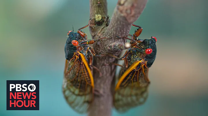 Cicada season: What to expect from the coming brood that's been underground for 17 years - DayDayNews