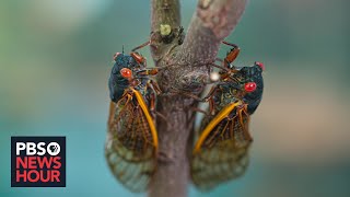 Cicada season: What to expect from the coming brood that