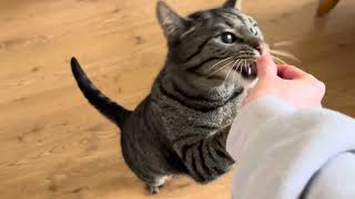 Cute Cat is eating his birthday candy