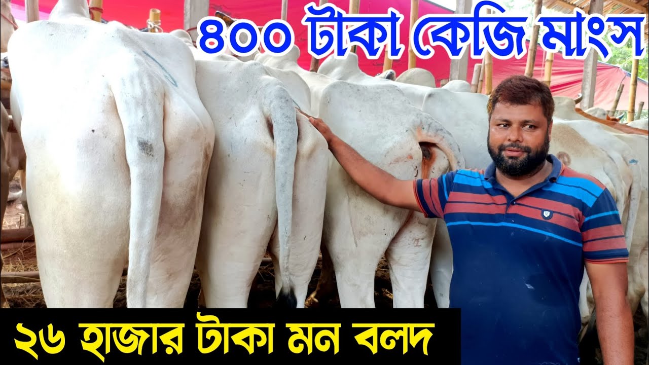 ২৬ হাজার টাকা মন বলদ গরু বিক্রি করেন মাহাবুব ভাই | ৪০০ টাকা কেজি মাংস বিক্রি করবেন | গরুর হাট ২০২৩ |