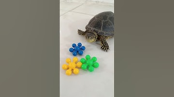 taco turtle satisfying asmr #loop #satisfying #reversevideo #oddlysatisfying #asmr