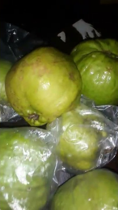 Jambu Biji(Guava), DiBeri/Given, Säma(Sämê): Saudara (Tante(Aunty) ,Unclê(Om),Sdra Sëpupu(Ck), Tks♓.