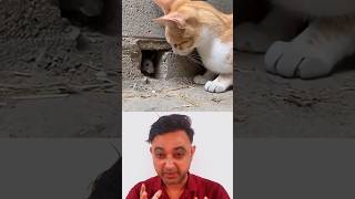 😱 Cat Waited Silently... Then THIS Happened! Abe Ye Kya Hai?! #shorts #shocking