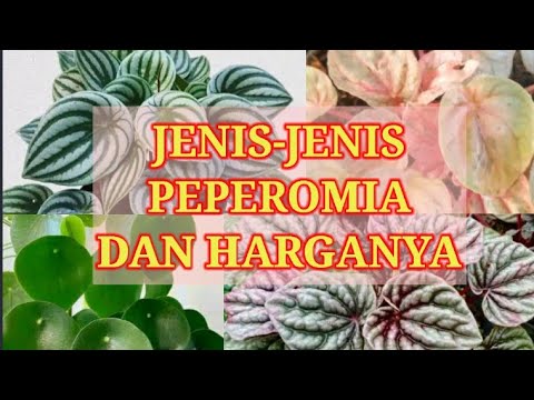 Video: Jenis Dan Nama Peperomia (39 Foto): Golovaty Dan Graveolens, Rosso Dan Clusielle, Semangka Dan Whorled