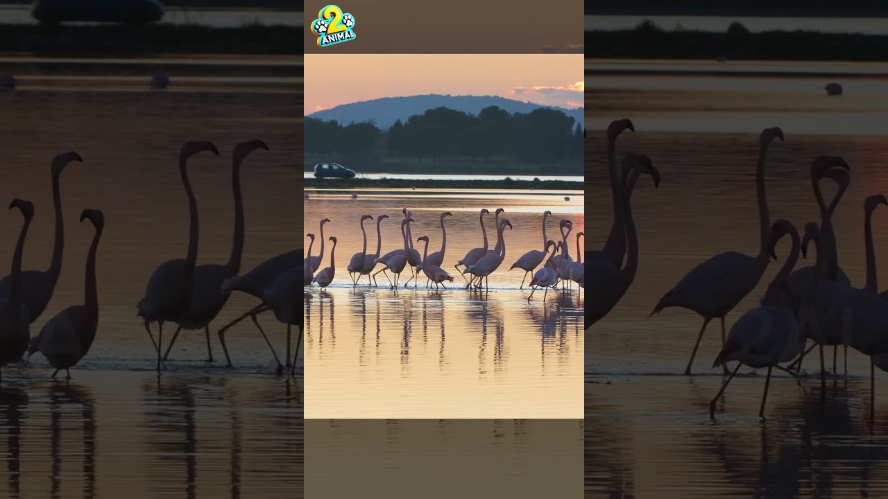 The Beauty of Birds Flying in Flocks: Nature's Aerial Ballet 